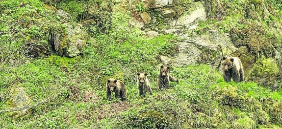 Una hembra de oso pardo cantábrico, con sus tres crías de segundo año