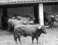 La corrida del conocido ganadero en los corrales de la plaza de toros. / SANE