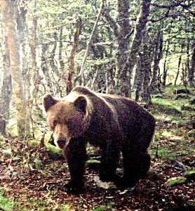 Encuentran en Vega de Liébana el esqueleto de un oso pardo