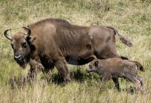 La cría de bisonte y su madre en la palentina reserva de San Cibrián de Mudá. ::                             EFE