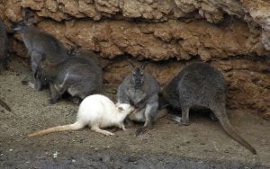 Albino. El wallaby blanco todavía mamaba en octubre, aunque desde fuera de la bolsa de la madre. ::                                                        T. C.