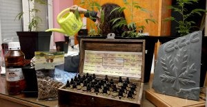Uno de los miembros de la asociación Estudios Terapeúticos del Cannabis, en la sede de Torrelavega, con los medios para conseguir la transformación del cáñamo índico. ::                             LUIS PALOMEQUE