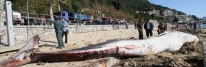 Meruelo se 'comerá' la ballena de Santoña