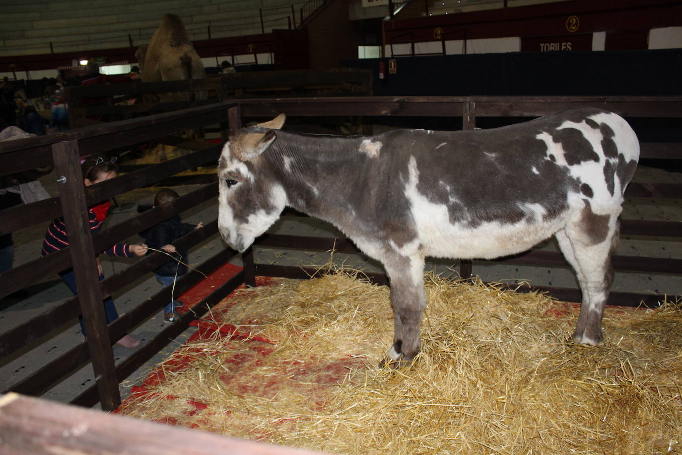 Adoración de los Reyes Magos al Niño Jesús en el portal de Belén. 
