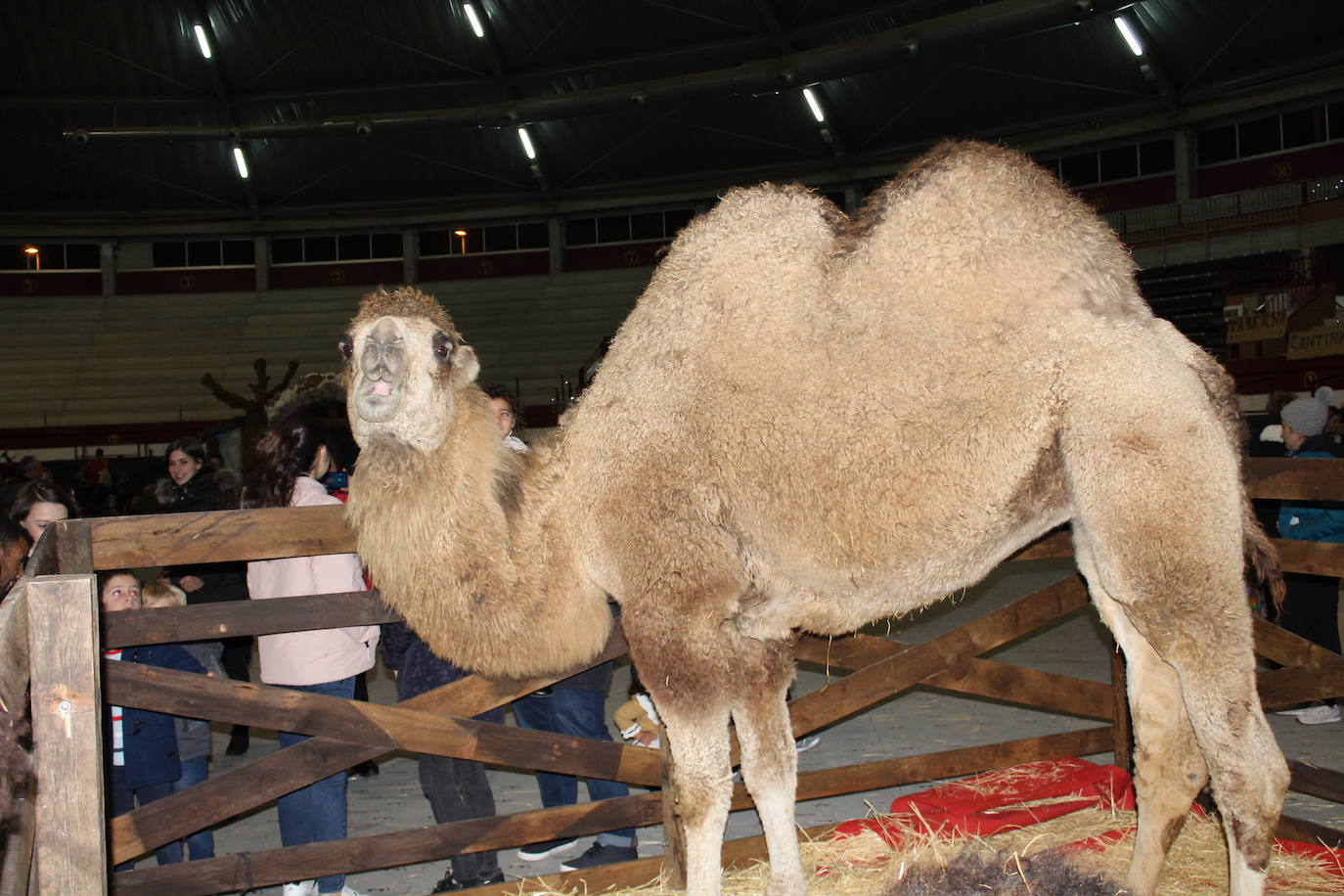 Adoración de los Reyes Magos al Niño Jesús en el portal de Belén. 