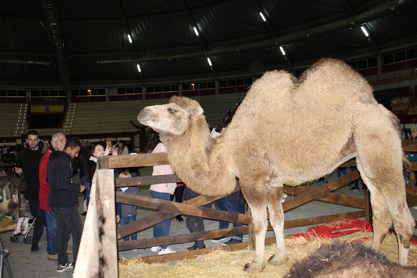 Adoración de los Reyes Magos al Niño Jesús en el portal de Belén. 