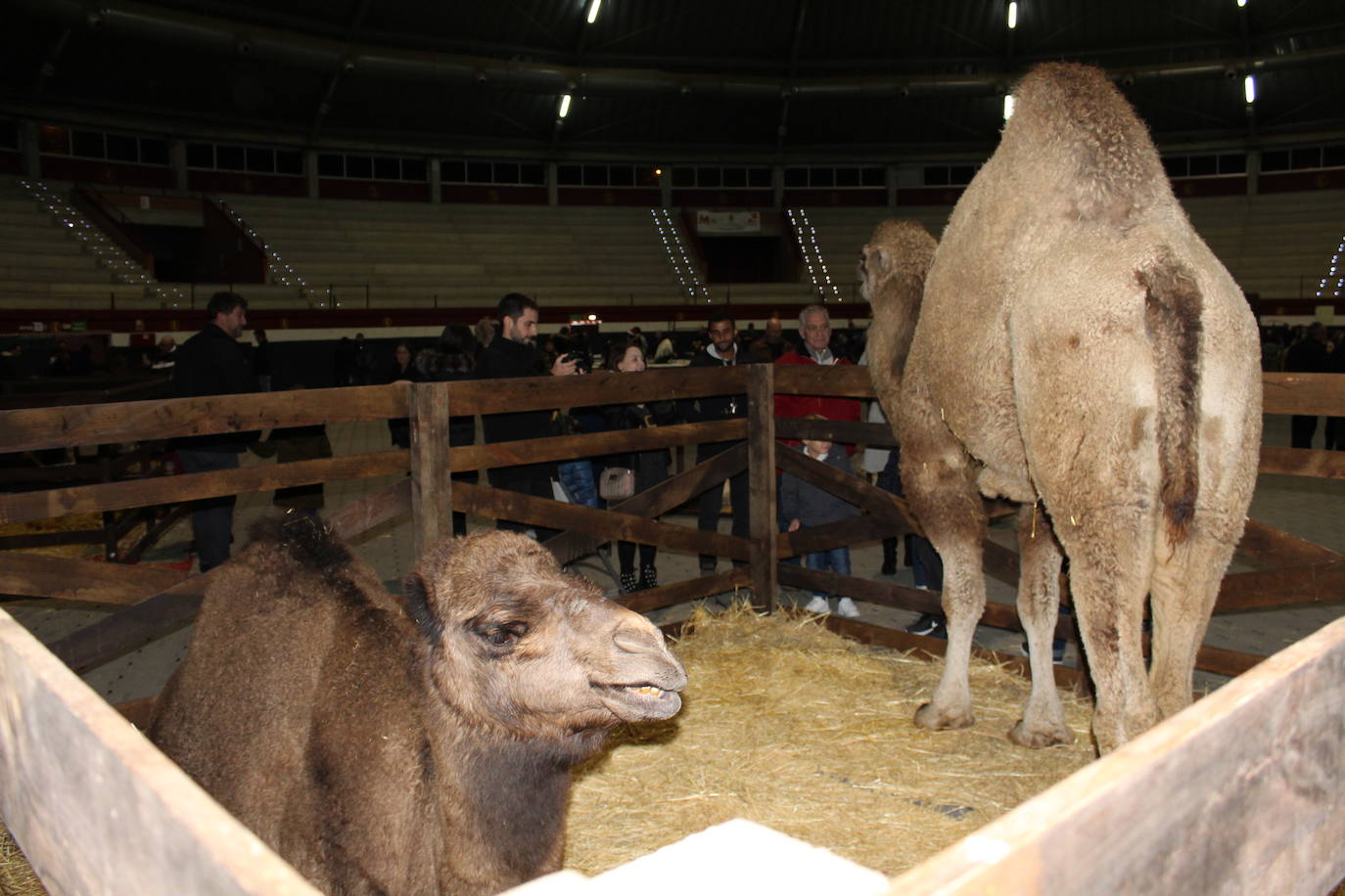 Adoración de los Reyes Magos al Niño Jesús en el portal de Belén. 