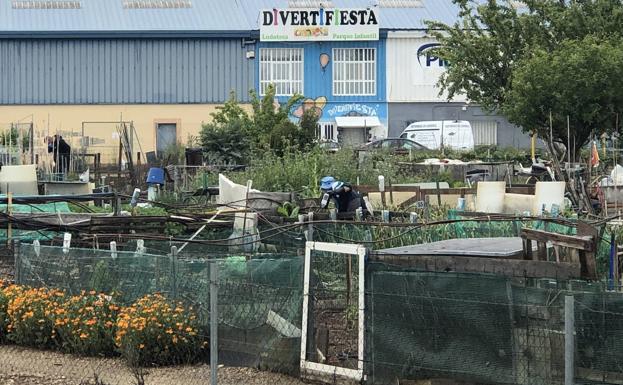 Los huertos urbanos han recuperado su actividad habitual tras la autorización municipal de explotación. 