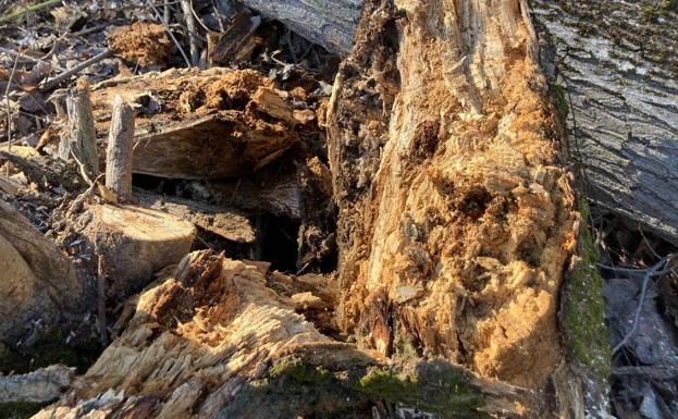 Ejemplo de uno de los tocones afectados en  Populus alba  en el parque del Socayo. 