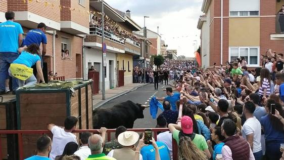 Encierro urbano sin incidentes en Arroyo