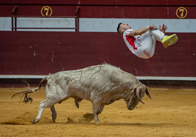 El toro ganador, el número 12 de Esteban Isidro y propiedad de Cantoblanco