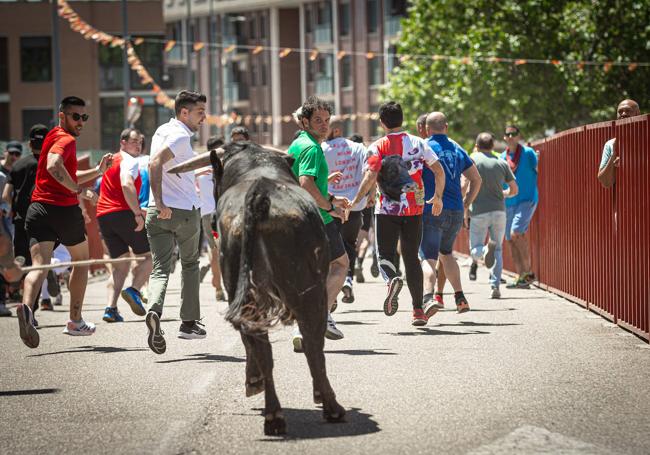 Encierro matutino de Arroyo de la Encomienda