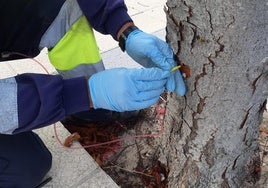 Momento en el que se inyecta el biocidad en el tronco