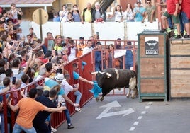 Imagen de uno de los encierros celebrados en las fiestas de San Antonio de Padua 2024