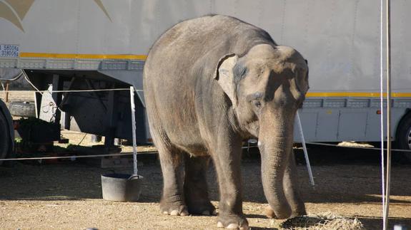Elefante Dumbo del circo Coliseo ingiriendo su ración matutina de comida