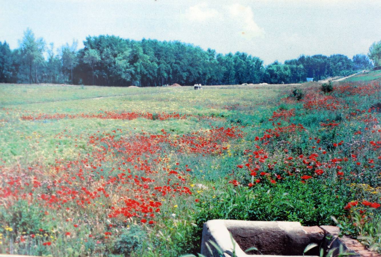 Veinticinco años del parque Ribera de Castilla