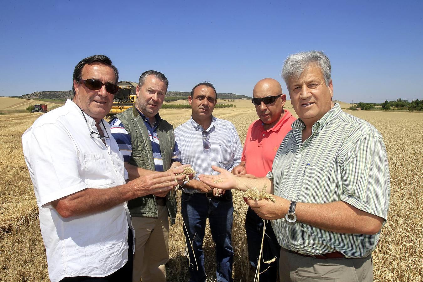 Silvia Clemente presenta los datos de estimación de la cosecha de cereales en Villamuriel de Cerrato (Palencia)