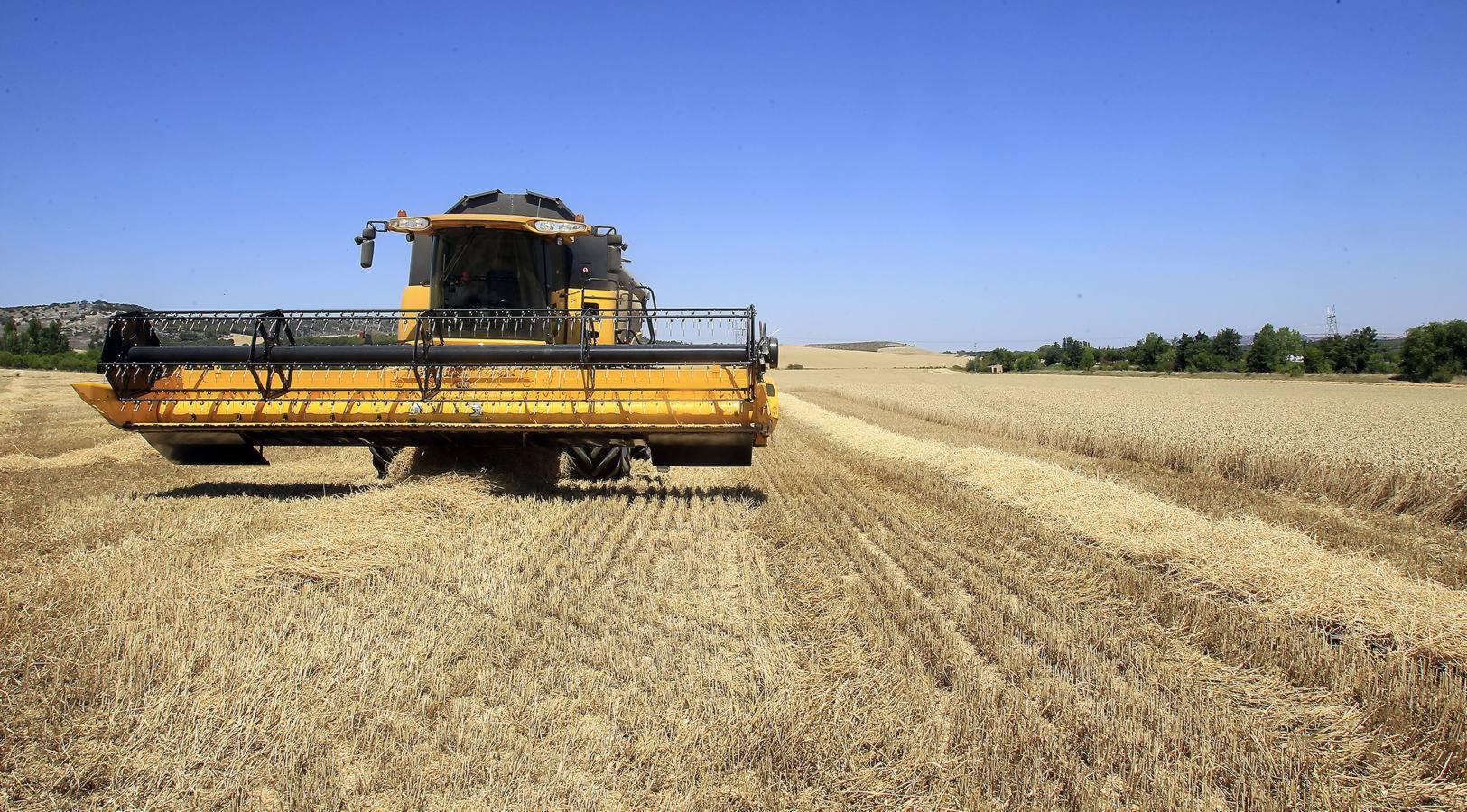 Silvia Clemente presenta los datos de estimación de la cosecha de cereales en Villamuriel de Cerrato (Palencia)