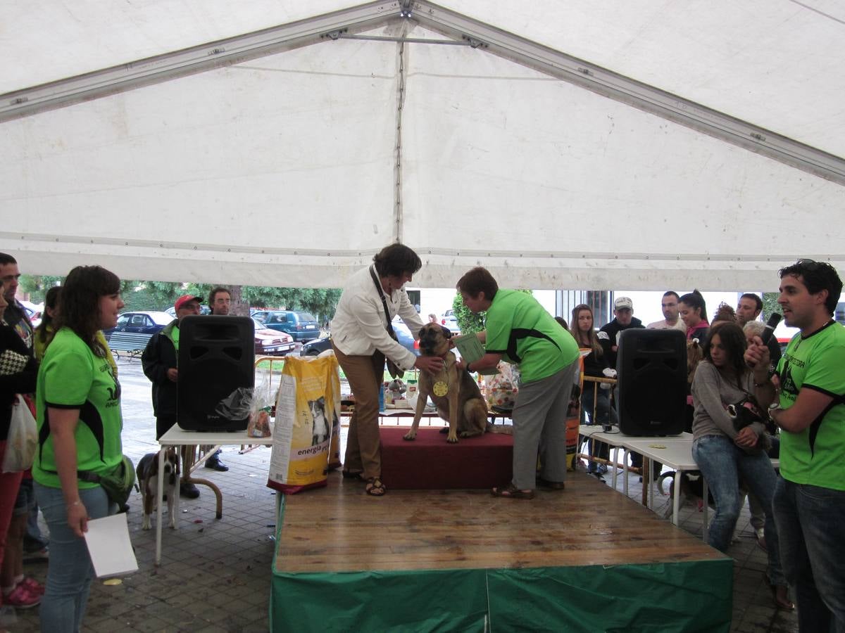 Jornada de convivencia organizada por la Asociación Protectora Amigos de los Animales de Guardo (Palencia)