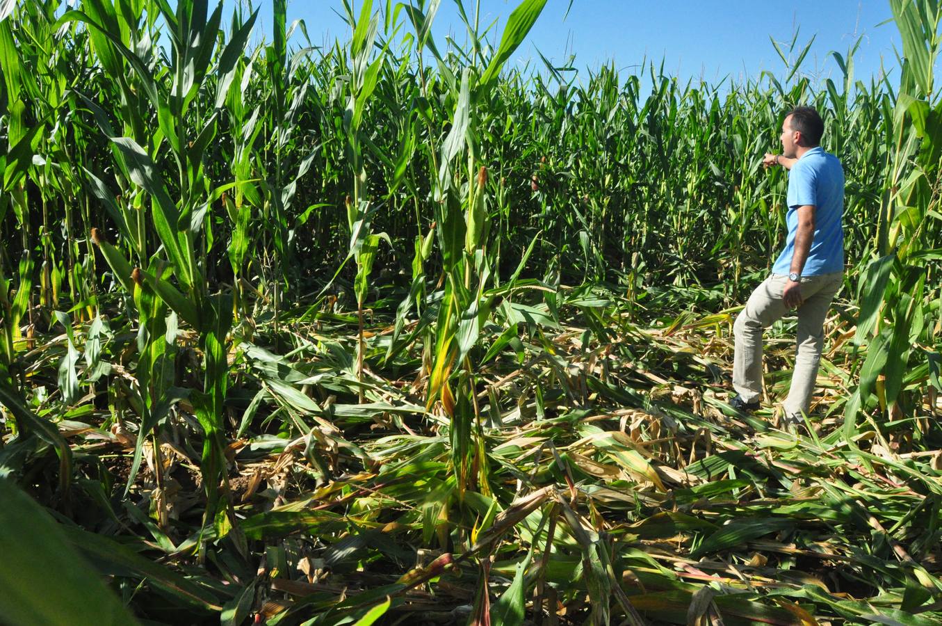Daños causados por los jabalíes en los campos de máiz de Pollos. Valladolid