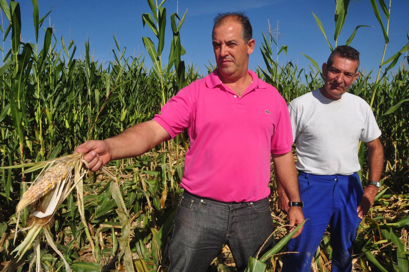 Daños causados por los jabalíes en los campos de máiz de Pollos. Valladolid