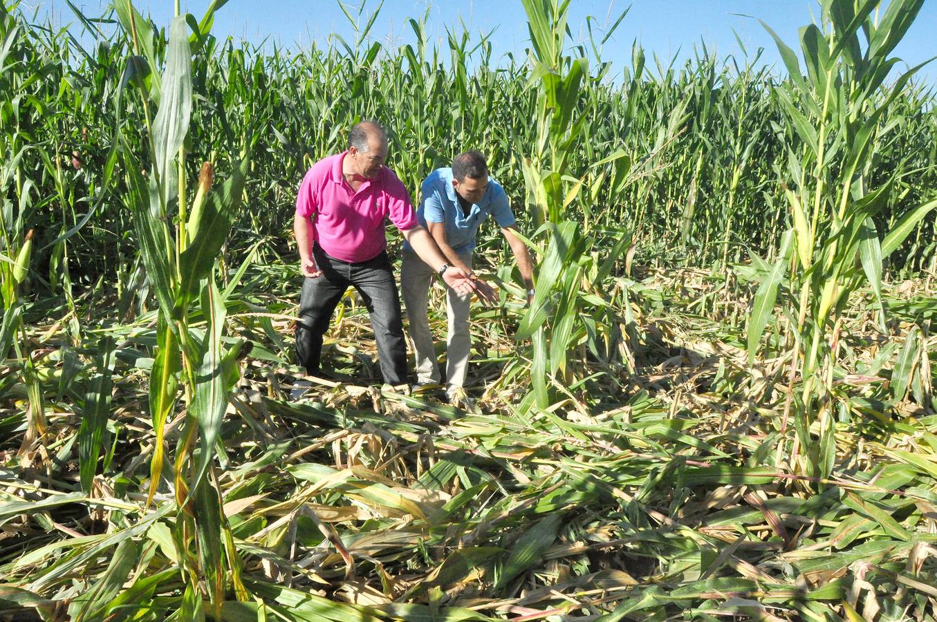 Daños causados por los jabalíes en los campos de máiz de Pollos. Valladolid
