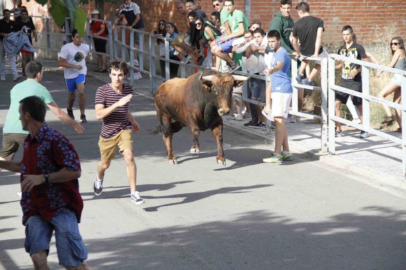 Novillo del Alba y capea en Campaspero