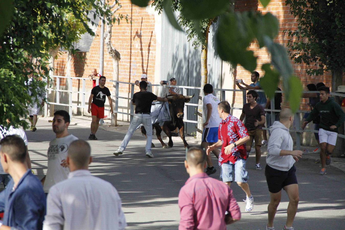 Novillo del Alba y capea en Campaspero