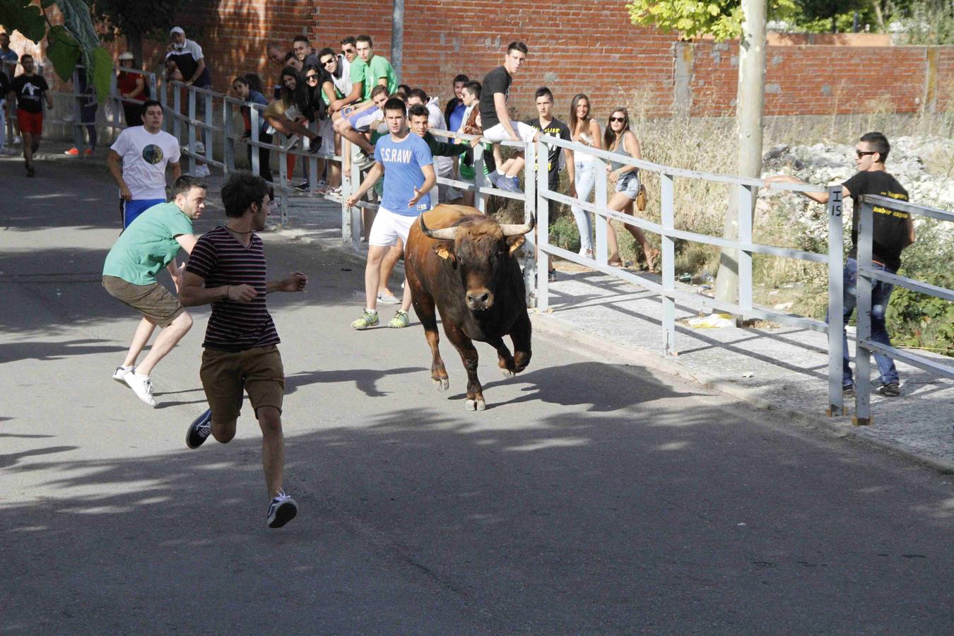 Novillo del Alba y capea en Campaspero