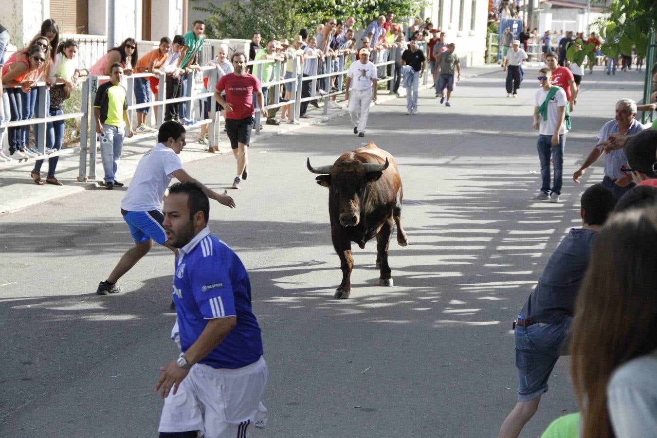 Novillo del Alba y capea en Campaspero
