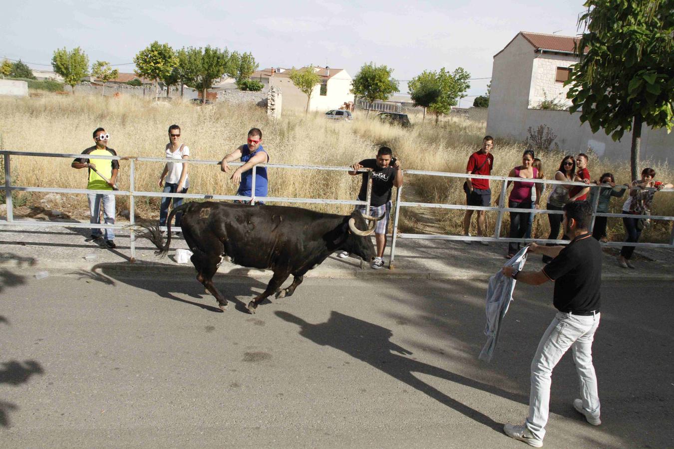 Novillo del Alba y capea en Campaspero