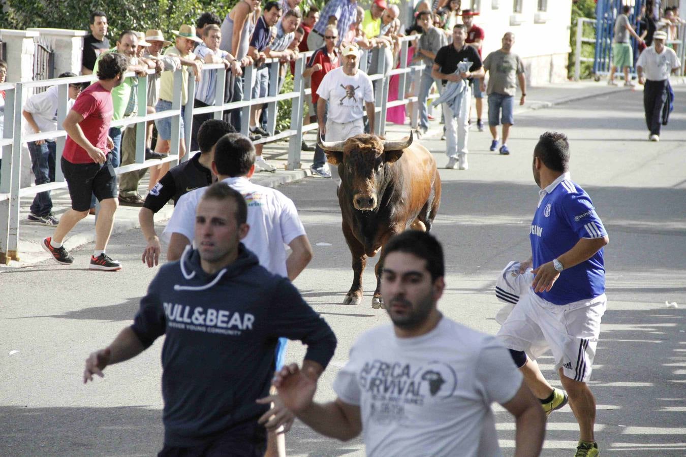Novillo del Alba y capea en Campaspero