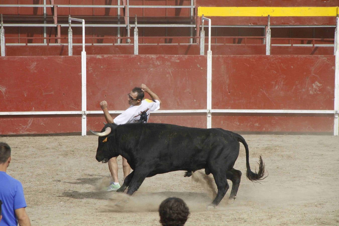 Novillo del Alba y capea en Campaspero