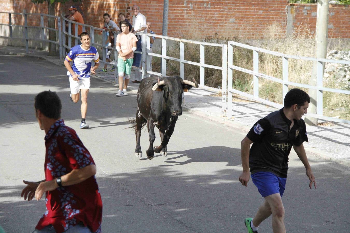 Novillo del Alba y capea en Campaspero