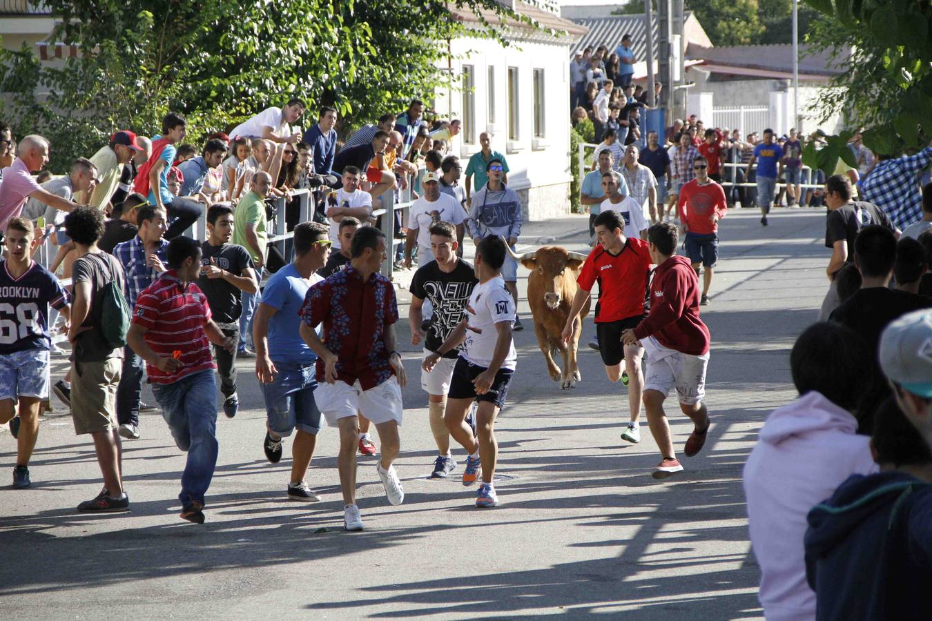 Encierro de la Vaca de la Afición y el Toro del Páramo en Campaspero. Valladolid