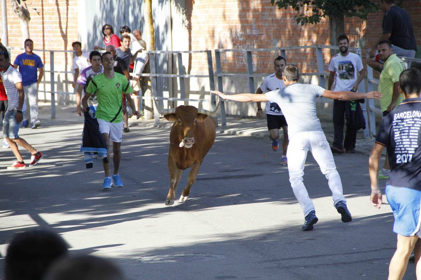 Encierro de la Vaca de la Afición y el Toro del Páramo en Campaspero. Valladolid