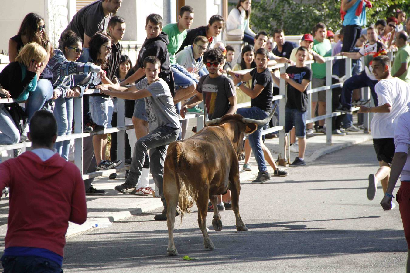 Encierro de la Vaca de la Afición y el Toro del Páramo en Campaspero. Valladolid