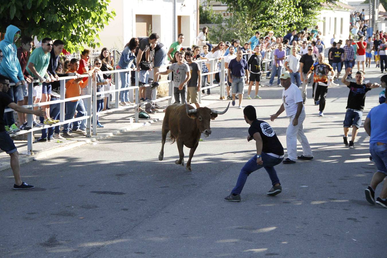 Encierro de la Vaca de la Afición y el Toro del Páramo en Campaspero. Valladolid