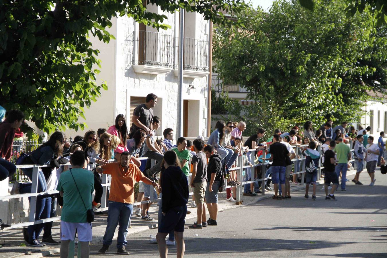 Encierro de la Vaca de la Afición y el Toro del Páramo en Campaspero. Valladolid