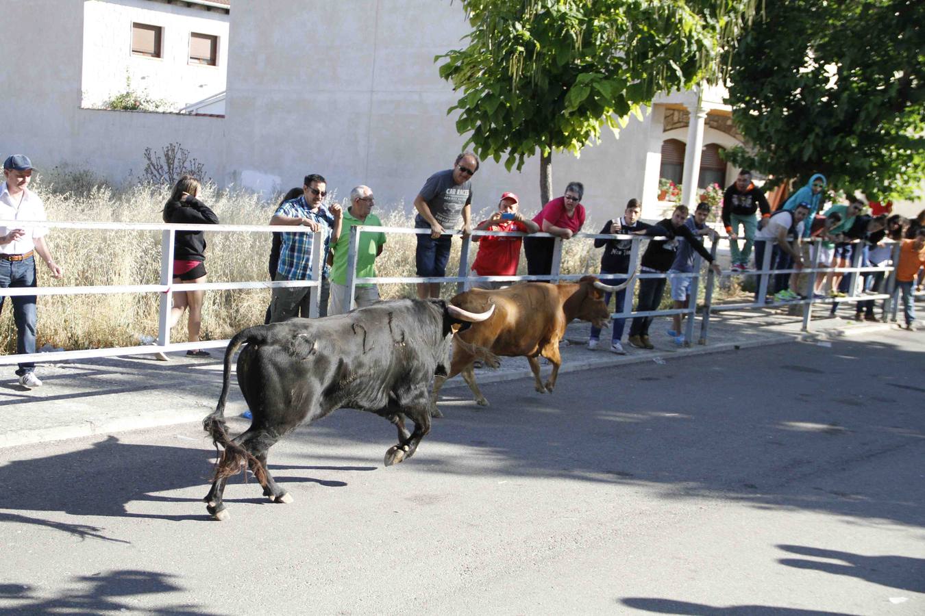Encierro de la Vaca de la Afición y el Toro del Páramo en Campaspero. Valladolid