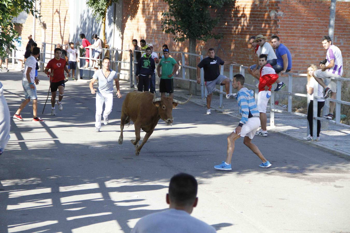 Encierro de la Vaca de la Afición y el Toro del Páramo en Campaspero. Valladolid