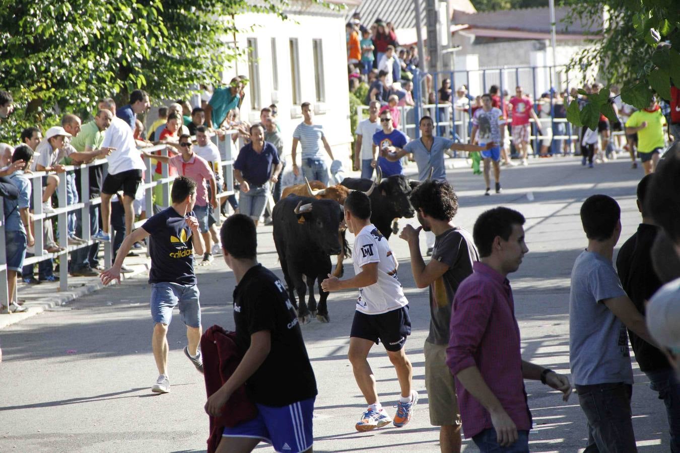 Encierro de la Vaca de la Afición y el Toro del Páramo en Campaspero. Valladolid