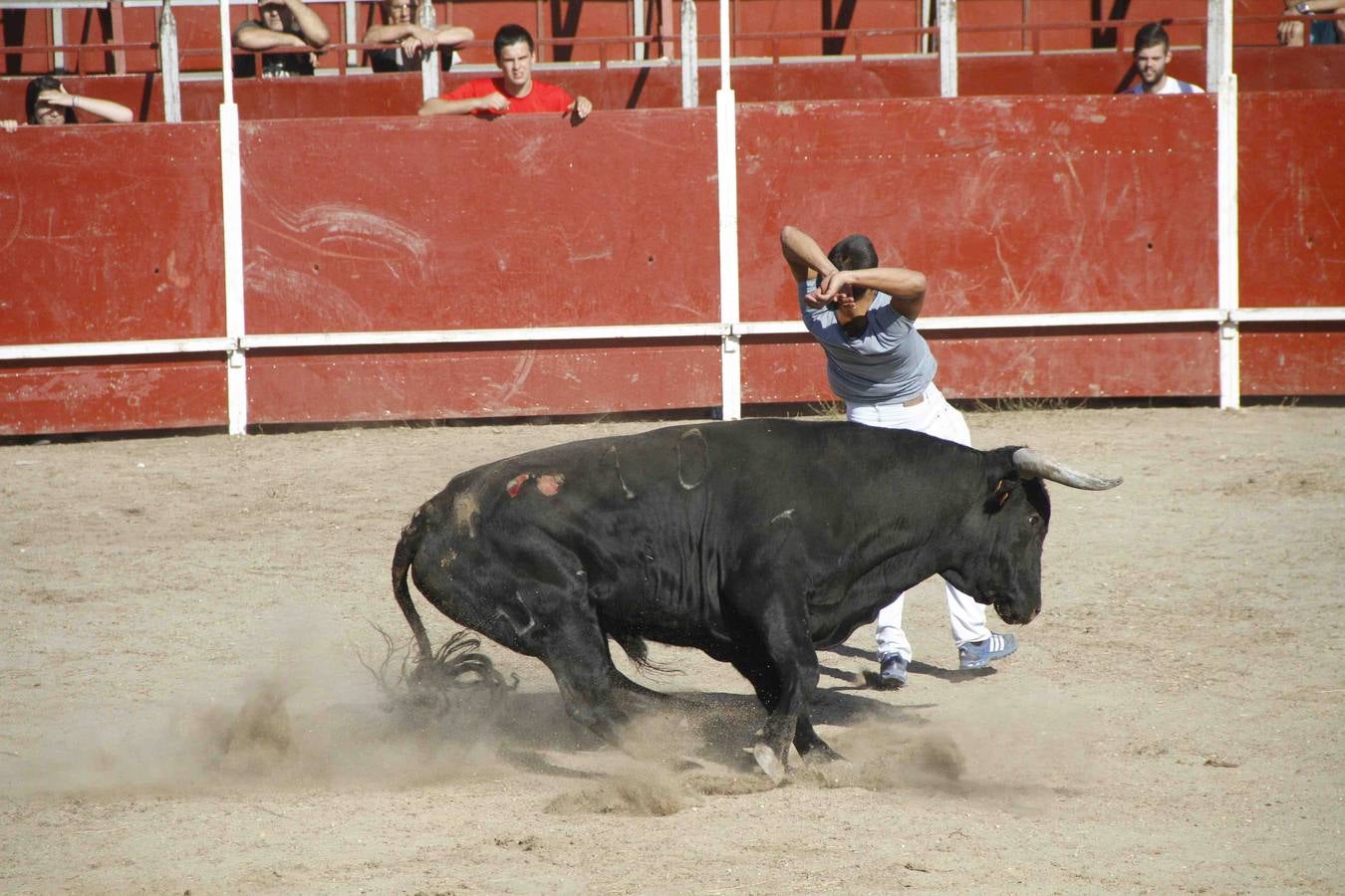 Encierro de la Vaca de la Afición y el Toro del Páramo en Campaspero. Valladolid