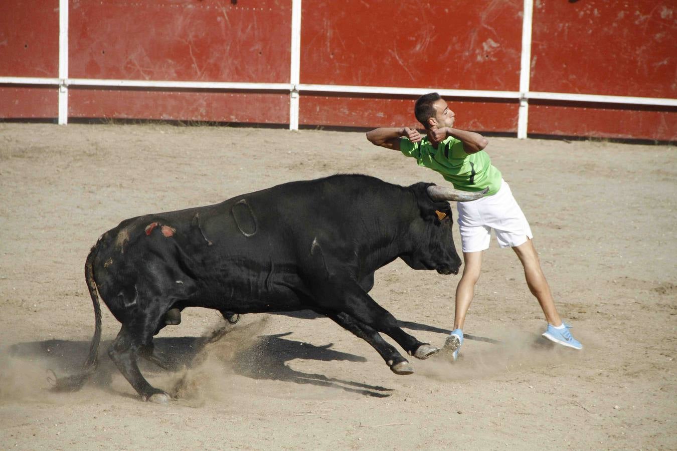 Encierro de la Vaca de la Afición y el Toro del Páramo en Campaspero. Valladolid