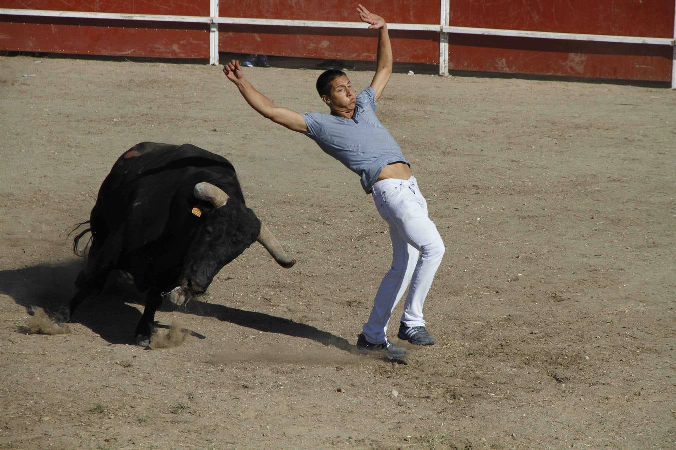 Encierro de la Vaca de la Afición y el Toro del Páramo en Campaspero. Valladolid