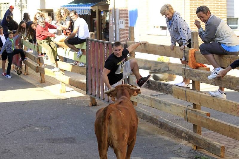 Encierro del sábado por la mañana en Torquemada (Palencia)