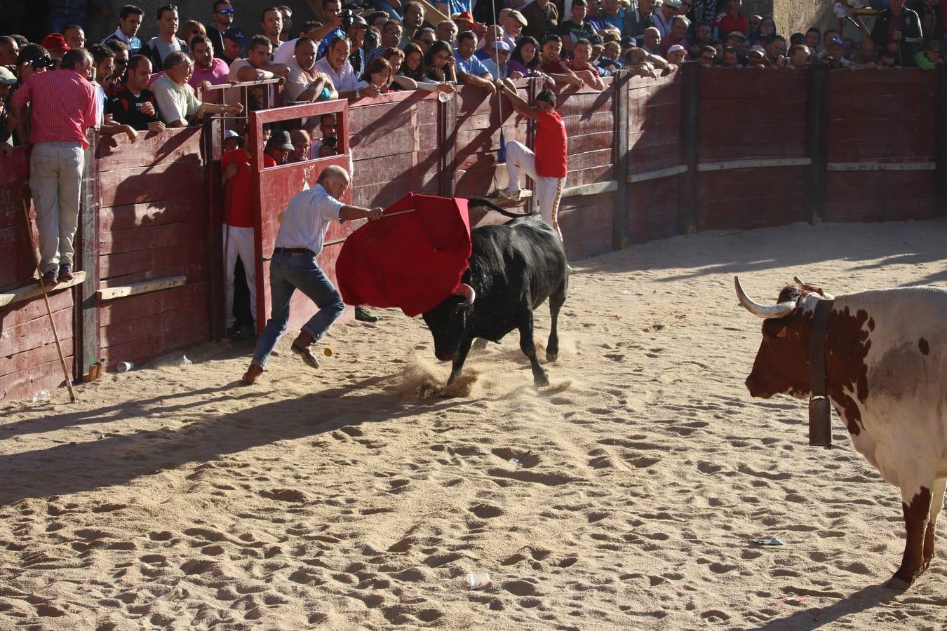 Una joven francesa herida grave al sufrir una cogida en Fuenteguinaldo