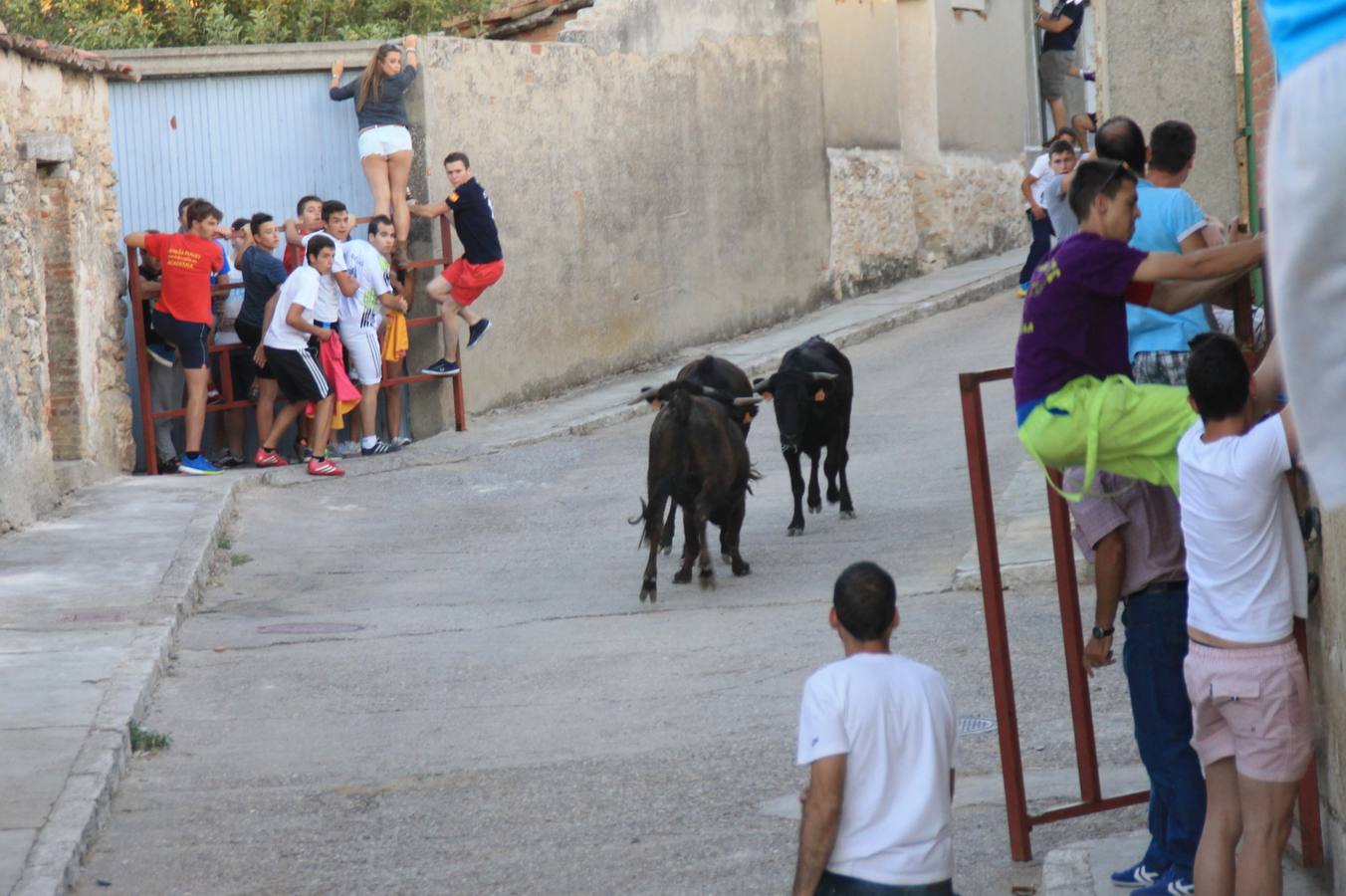 Primer encierro de las fiestas de Ciguñuela