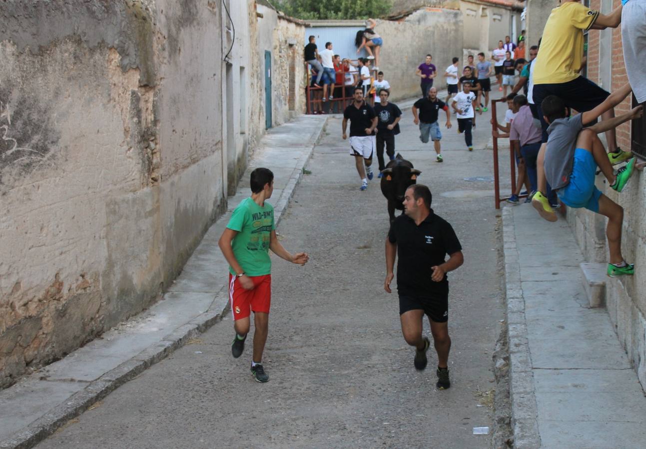 Primer encierro de las fiestas de Ciguñuela