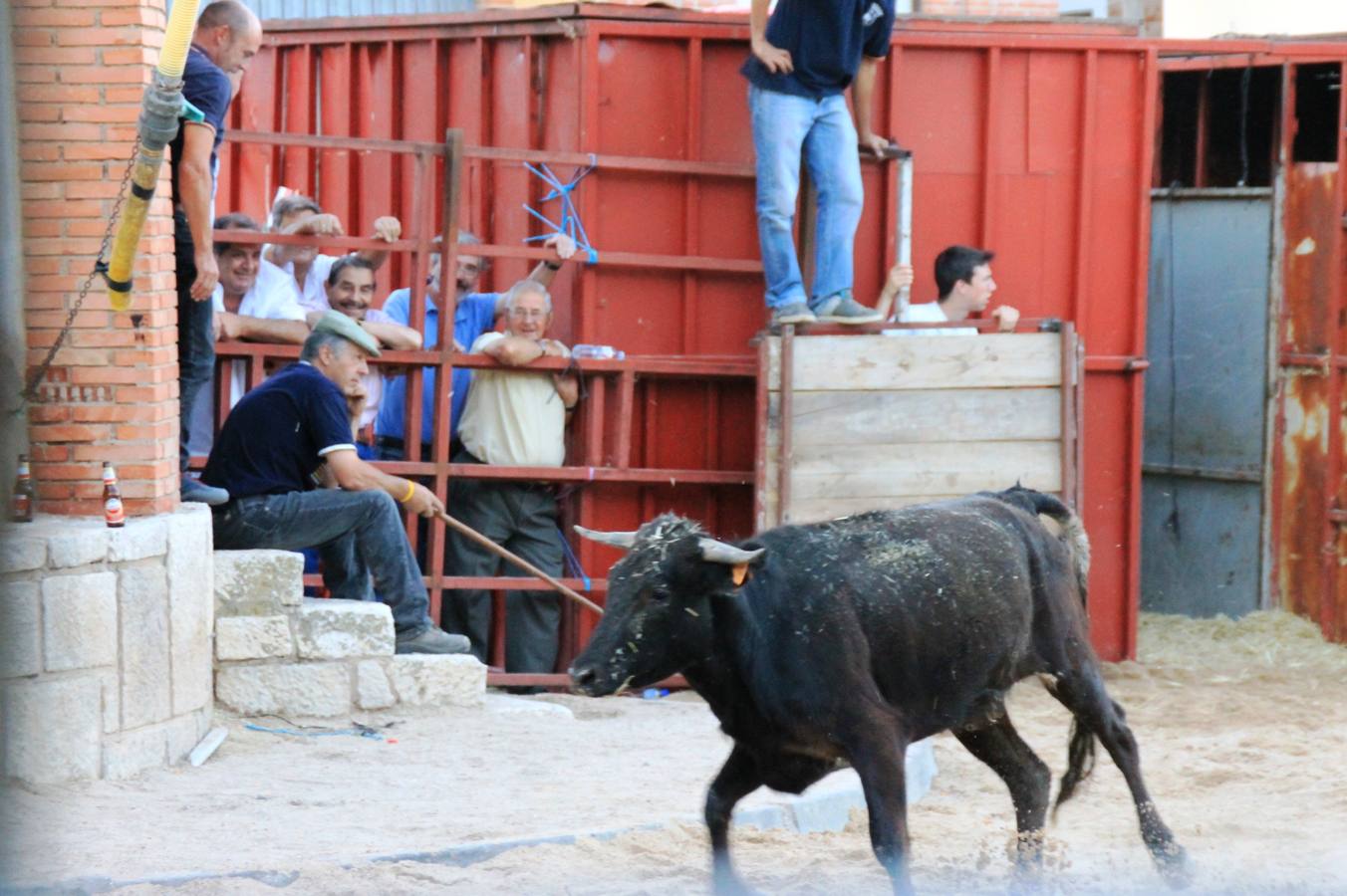 Primer encierro de las fiestas de Ciguñuela